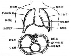 肺呼吸系统,肺呼吸系统的重要性与健康管理