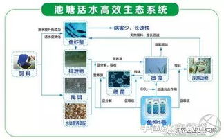 浮游养殖系统,创新水产养殖技术解析