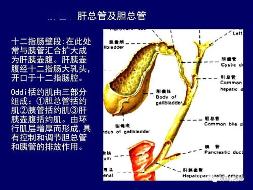 肝系统解剖图,肝脏的形态与位置