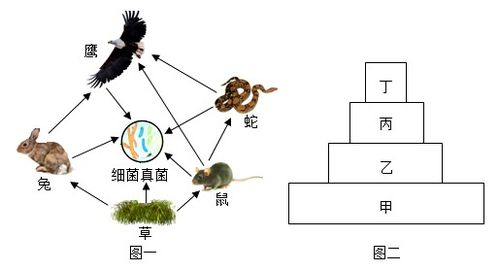 构成一个生态系统的是,什么是生态系统？