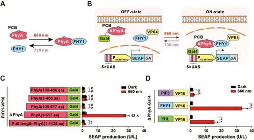 光遗传学系统,神经科学研究的新利器