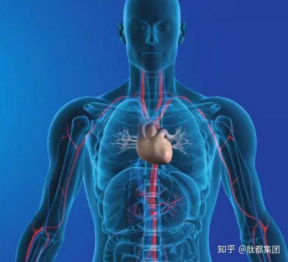 骨骼系统的主要功能