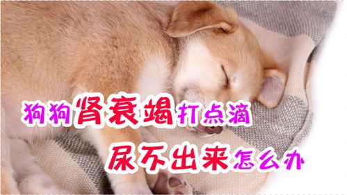 狗泌尿系统保健,预防与护理全攻略