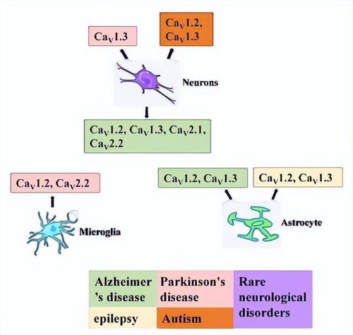 钙与神经系统,神经系统的关键元素