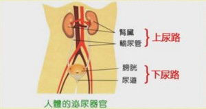 关于泌尿系统,泌尿系统的概述