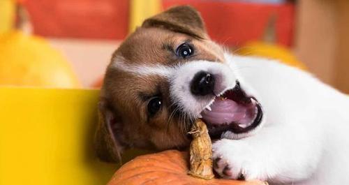 公狗泌尿系统,公狗泌尿系统健康指南