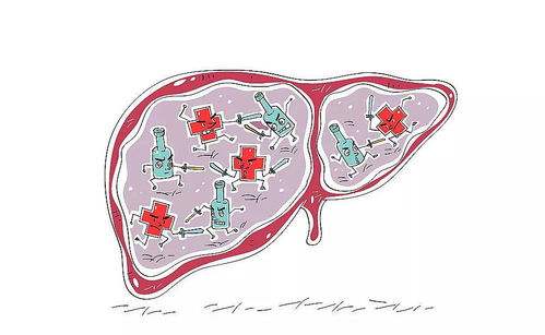 肝免疫系统,人体健康的守护者