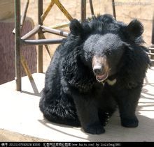 狗熊系统,智能化的数据管理平台