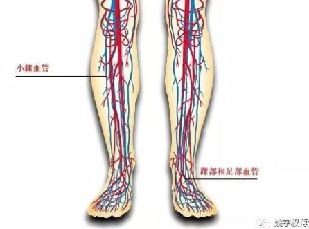 骨循环系统,骨循环系统的奥秘与重要性