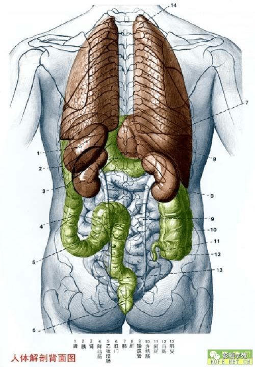 骨骼系统解剖,骨骼系统概述
