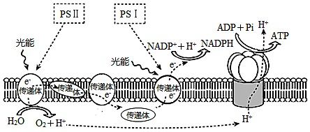 光系统色素,光合作用的关键角色