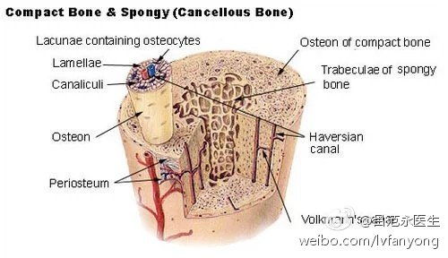 骨骼是系统,骨骼系统的概述