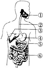 构成人体的系统有,运动系统