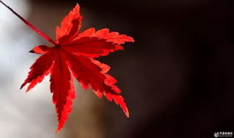 枫叶系统,创新与安全的完美结合