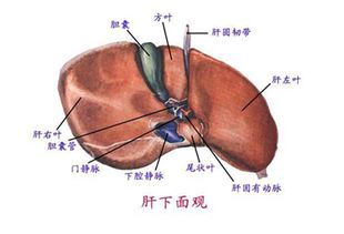 肝脏静脉系统解剖图,肝脏静脉系统的组成