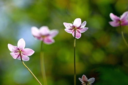 费马-帕斯卡系统,决策中的概率思维艺术