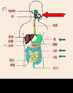 感知消化系统,消化系统的组成与功能