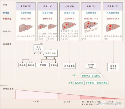 肝胆属于系统,人体的重要代谢与解毒中心