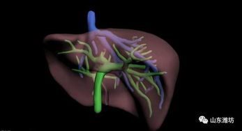 肝脏门脉系统,深入了解肝脏门脉系统——生命之源的守护者