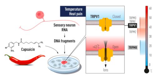 改变神经系统,如何改变神经系统，提升生活质量