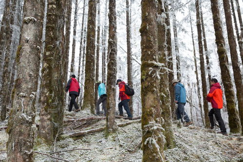 高山生态系统,高山生态系统的独特性与保护意义