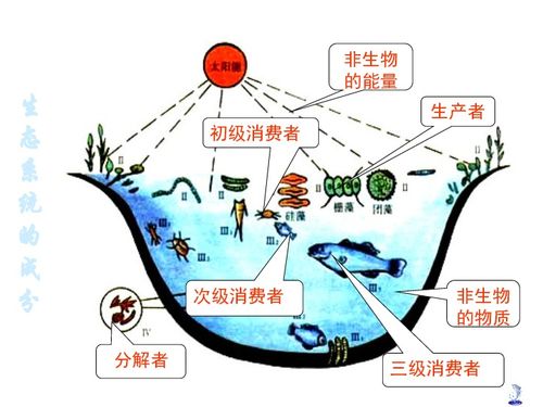 高中生物生态系统,高中生物生态系统概述