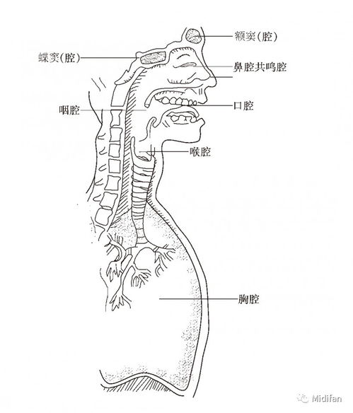 共鸣系统,共鸣系统的概述