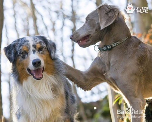 狗的生殖器系统,狗的生殖器系统概述