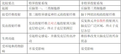 感觉的特异性投射系统,神经传导的精准导航