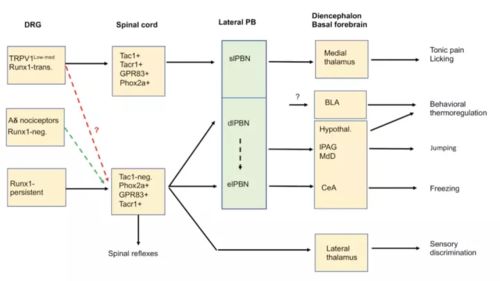 感觉系统及其作用,感觉系统概述