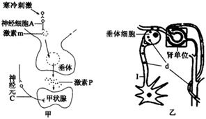 分泌系统,功能、机制与重要性