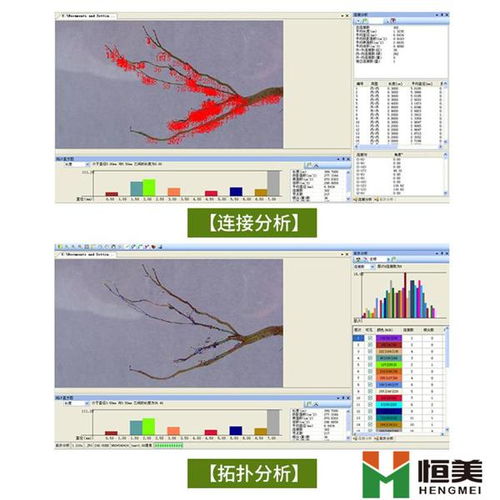 根系扫描分析系统,揭秘植物地下世界的利器