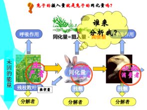 高中生物生态系统ppt,高中生物生态系统PPT内容概述