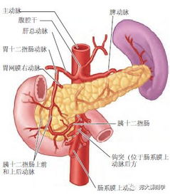 肝的血管系统,结构、功能与疾病诊治概览