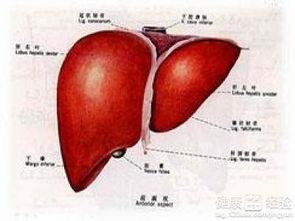 肝硬化与系统,多系统受累的慢性肝病解析