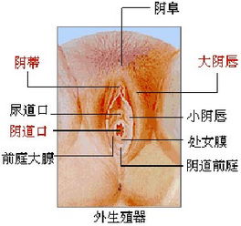 分泌系统感染,病原菌致病机制与防控策略