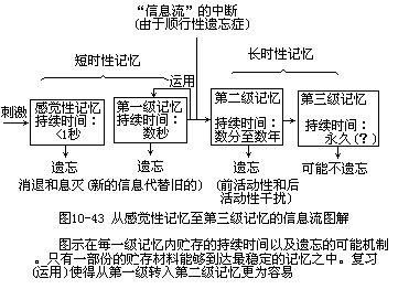 非特异性投射系统,探索大脑信息传递的神秘通道