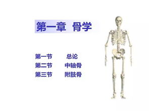 封装系统解剖学,系统解剖学概述