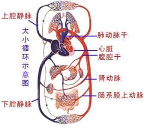 狗的循环系统,揭秘心脏与血管的奇妙之旅