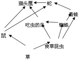 构成生态系统的是,生态系统的构成要素与相互作用概述