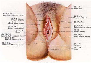 妇女生殖系统,结构与功能的奥秘解析