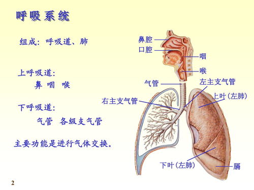 关于呼吸系统,生命之源的奥秘解析