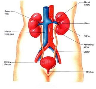 关于泌尿系统,人体排泄与调节的精密机制