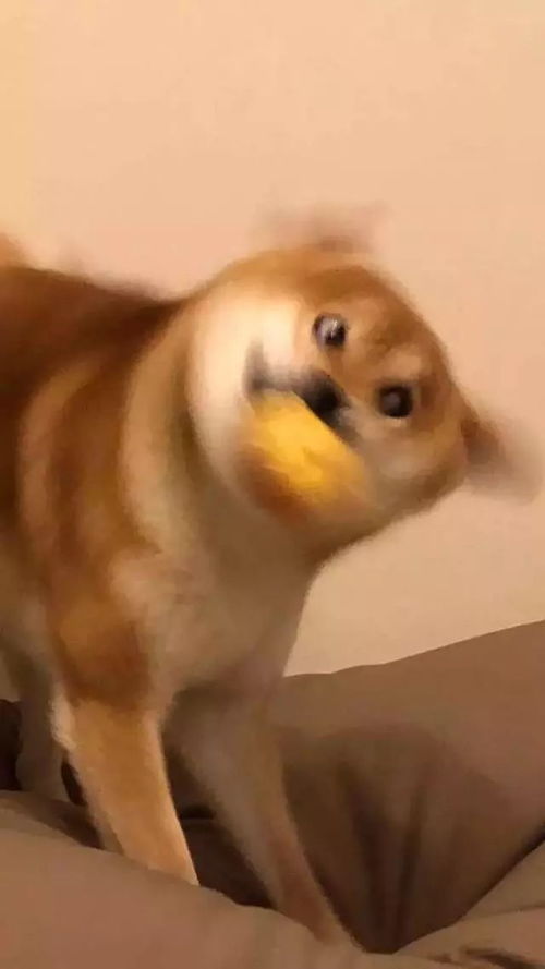 沙雕壁纸安卓系统,安卓系统手机壁纸趣味无限大集合