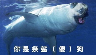 安卓系统马表情包,趣味横生的表情制作体验
