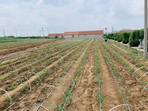 安卓健种植系统图片